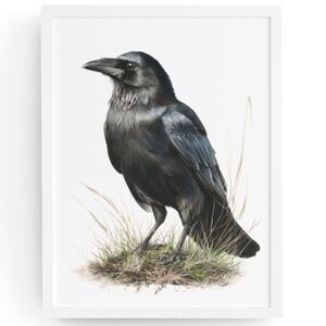 Watercolor Black Crow Wall Art Print Unframed - Black Bird Raven Illustration